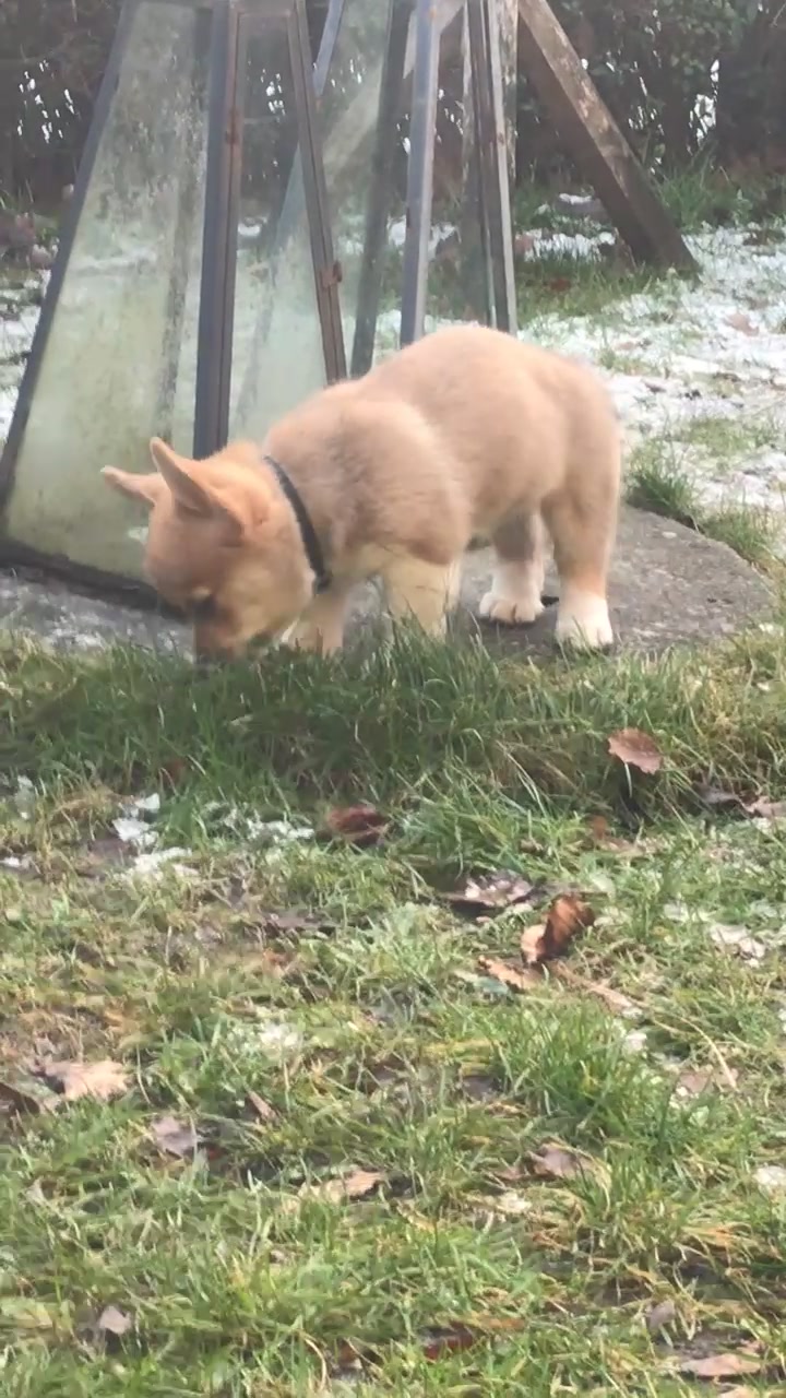 Mano on a walk