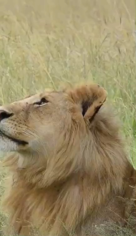 A glimpse of animals in Maasai  mara(Kenya)🇰🇪