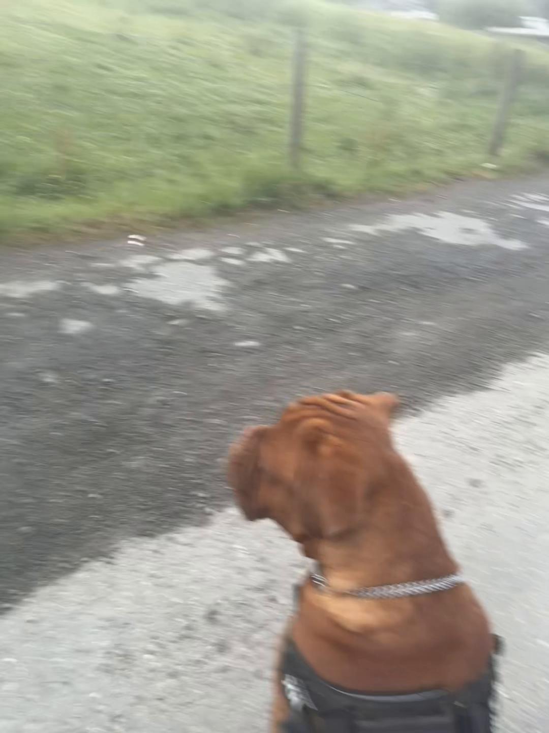 Tuco thinking he is a horse #puppylove #petcare #twodogsarebetterthanone #pony