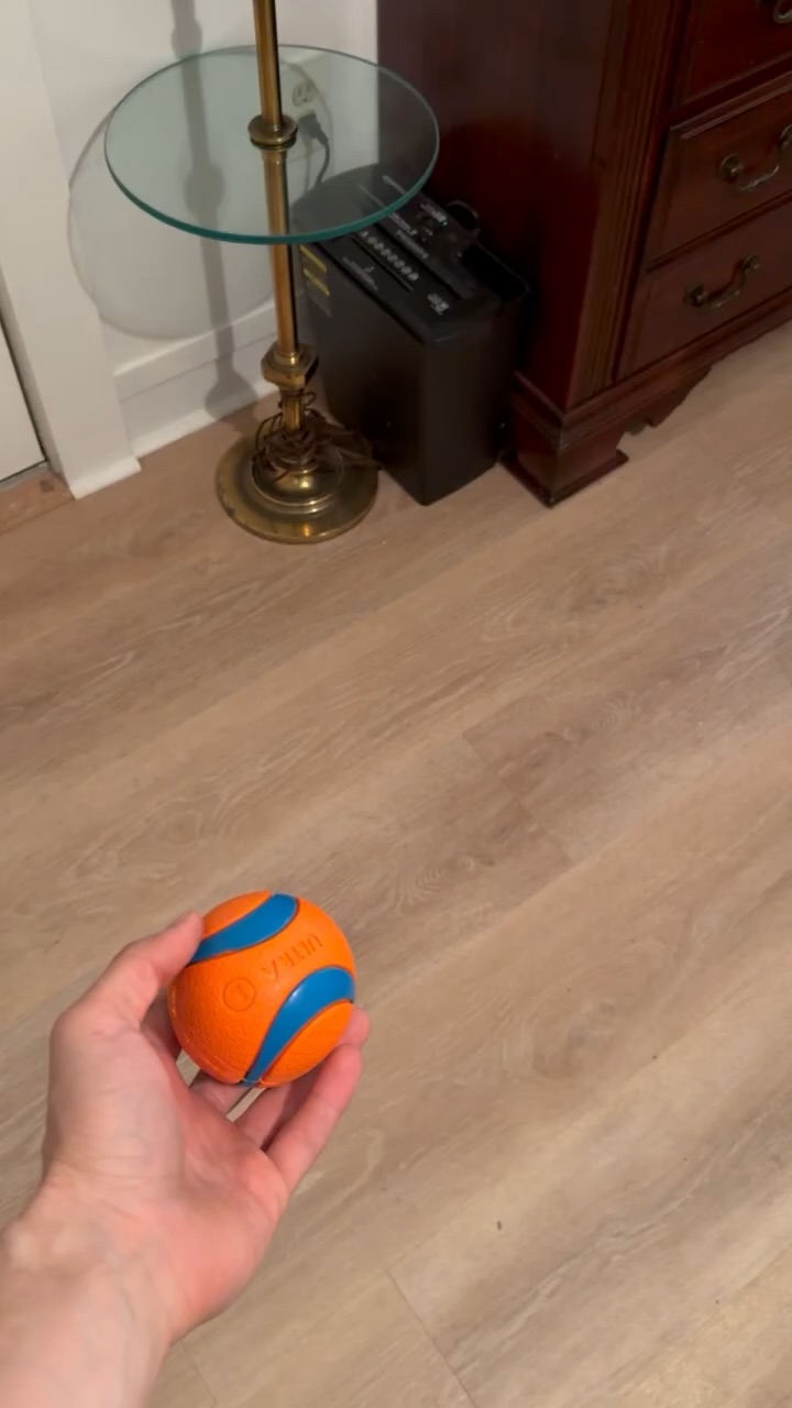 Dogs sport
