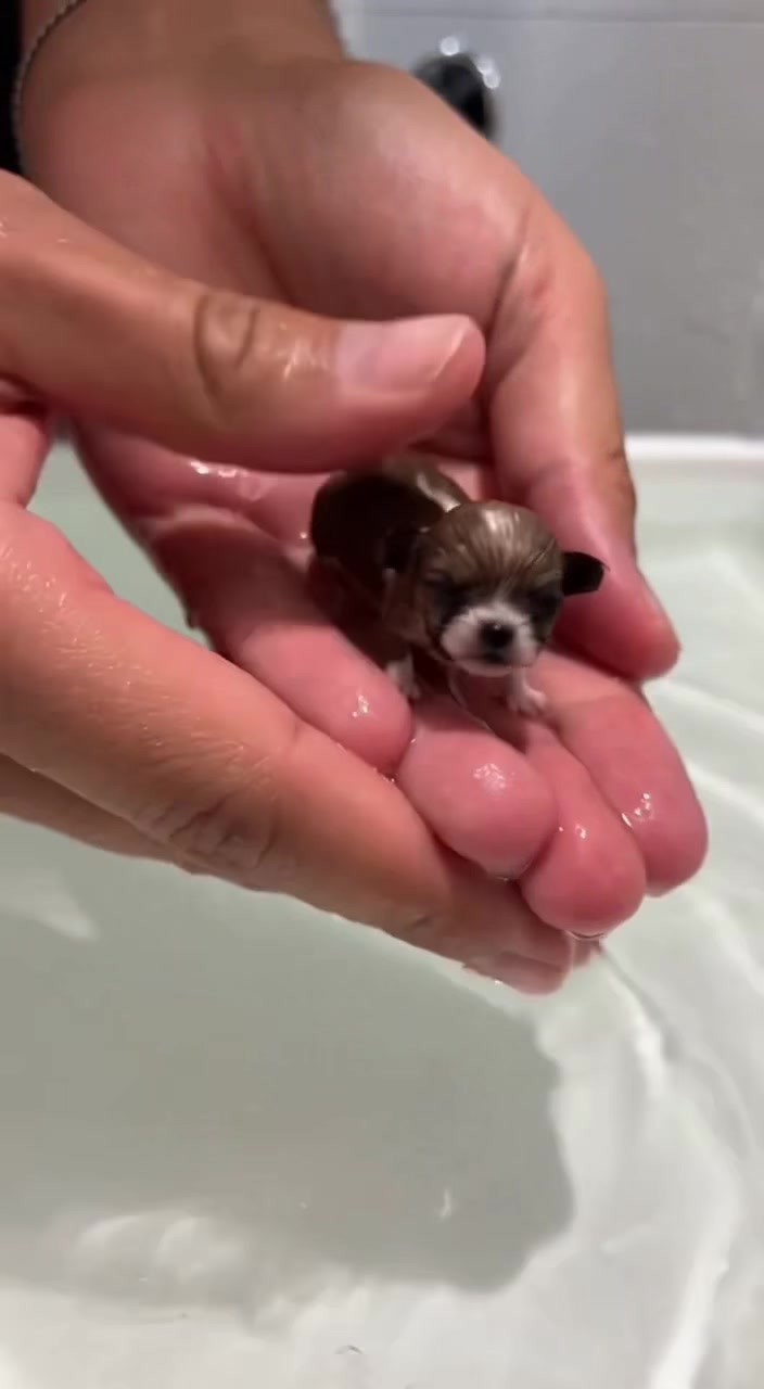 Me encontré un perrito chiquito 🐶