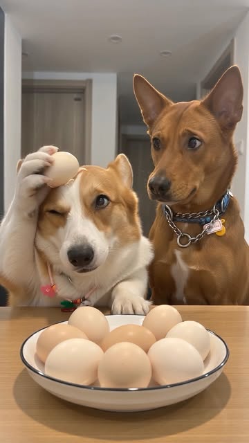 . 【剝蛋界嘅神隊友同豬隊友 😂🥚】 以為一齊食熟雞蛋既溫馨日常，點知一敲開…… #哥基 #唐狗 #雙汪日常 #搞笑狗狗 #生活幽默