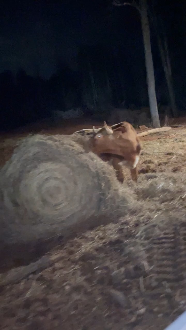 Cow