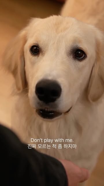 [Okie, Dad] Ep.02 - Who’s Bella I pet ONE dog and came home to a full investigation 다른 강아지 한 번 쓰다듬고 왔다가 집에서 취조당한 날 @h...