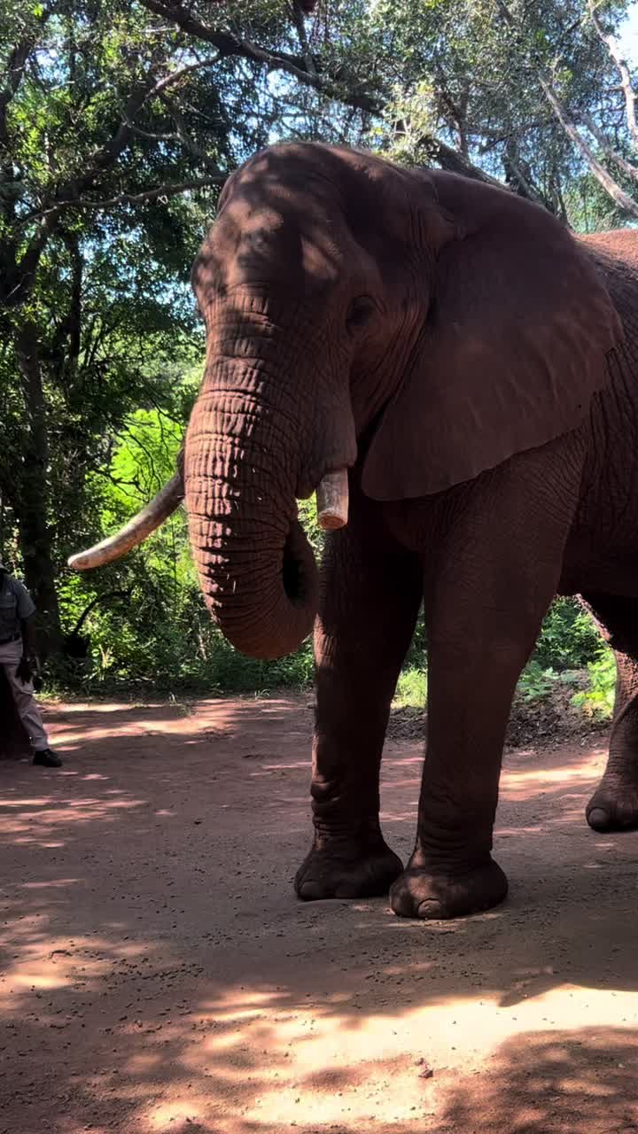 An experience of a lifetime 🥹 at the #elephantsanctuary #experience #elephants