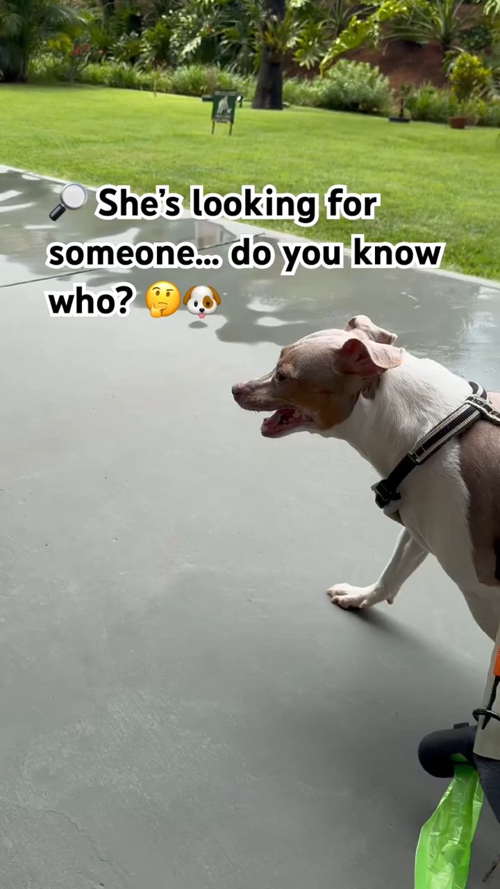 🔎 She’s looking for someone… do you know who_ 🤔🐶
