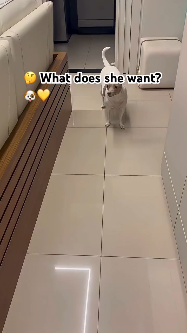 💛🤔 What does she want_ 🐶