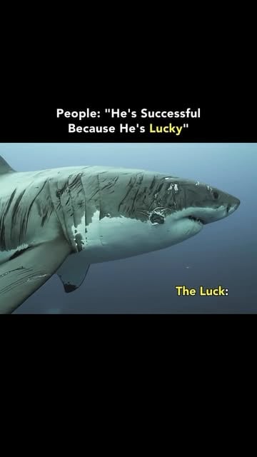 Everyone calls it luck until they see the scars. 🦈🔥 The people who said it would never work. The promotion that wen...