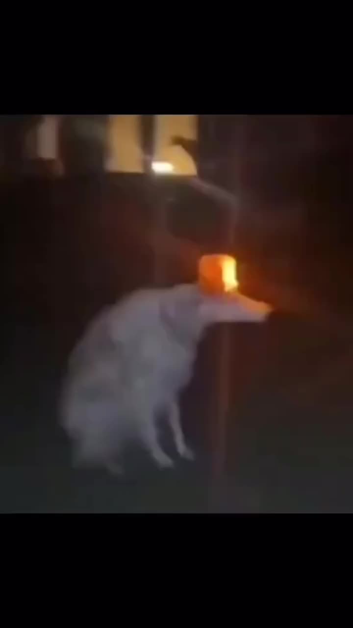What the dog doing?🤨#funnyrandommemes#dog