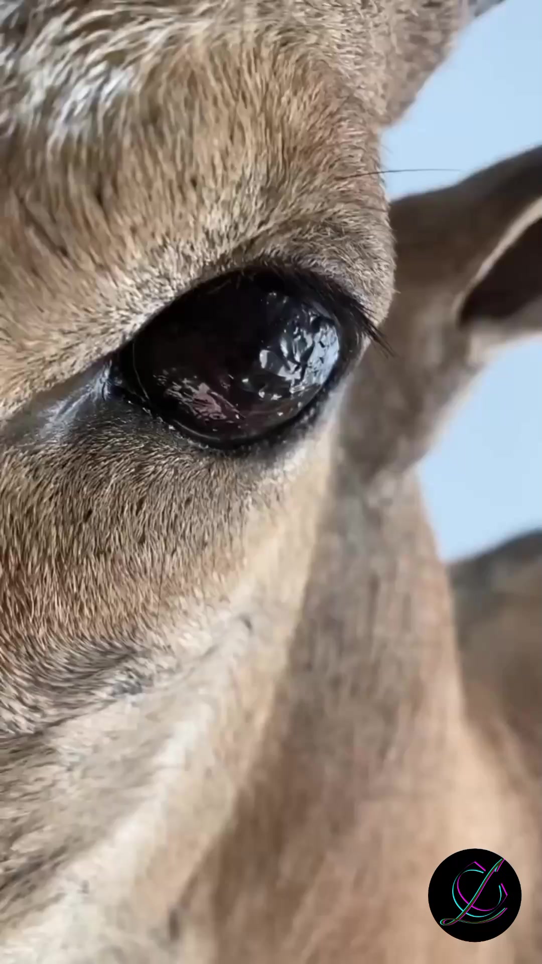 ¿Alguien sabe como se llama esa tela que le retira del ojo? 😱 #ciervo #siguemeparamàs♡ #curiosidades #ojos #luiscane...