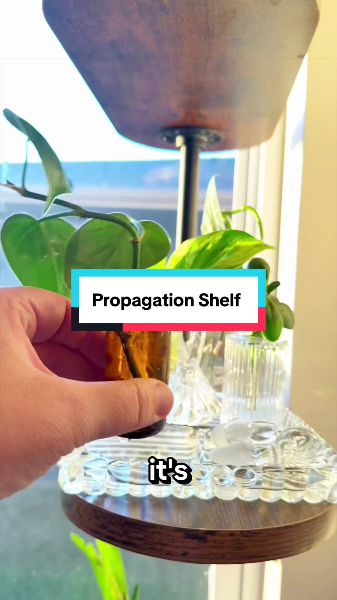 Who loves a good propagation shelf set up!!?? #plantmama #planttips #houseplants #Tiktokshop