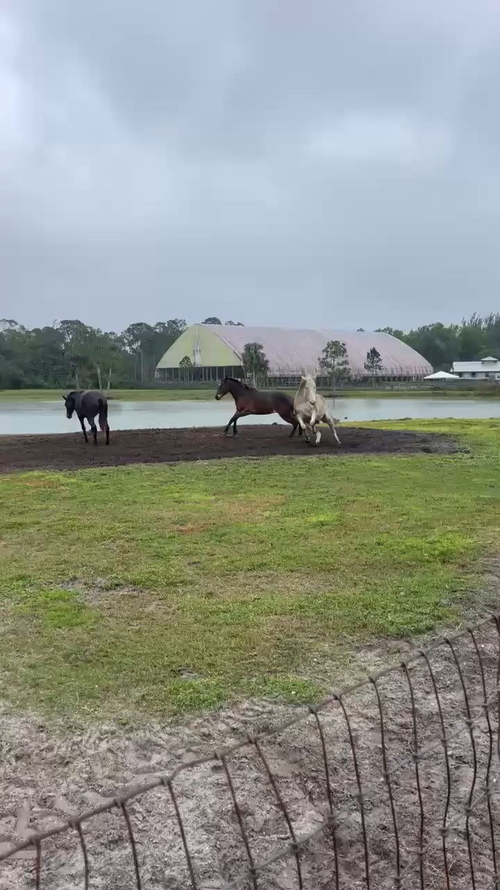 🐎 🐴