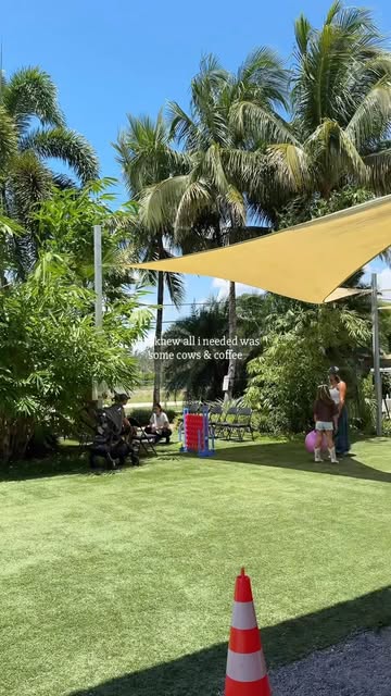 time to buy a mini highland cow 🐮 visited @thebamboogrove.fl #explore #broward #cows
