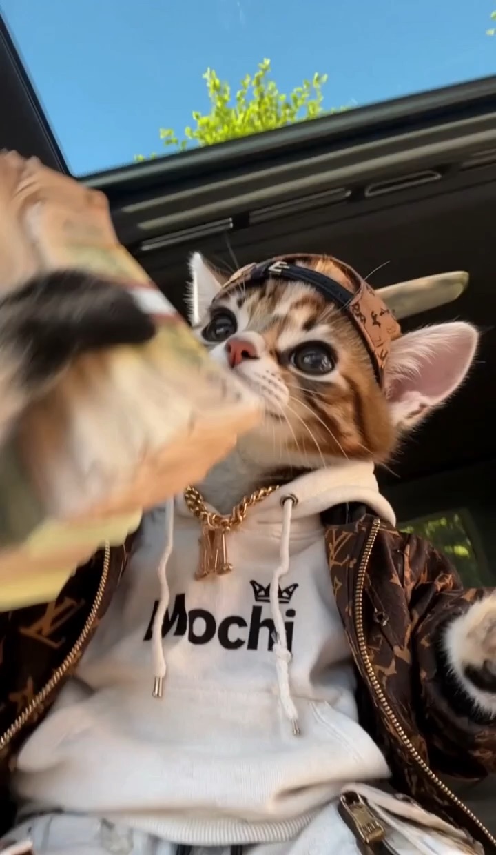 Mochi Cat – Luxury Lifestyle & Designer Fashion