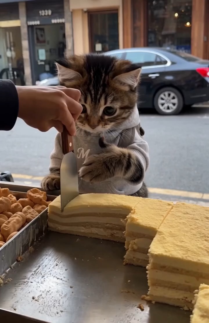Mochi Cat – AI-Generated Entertainment Video