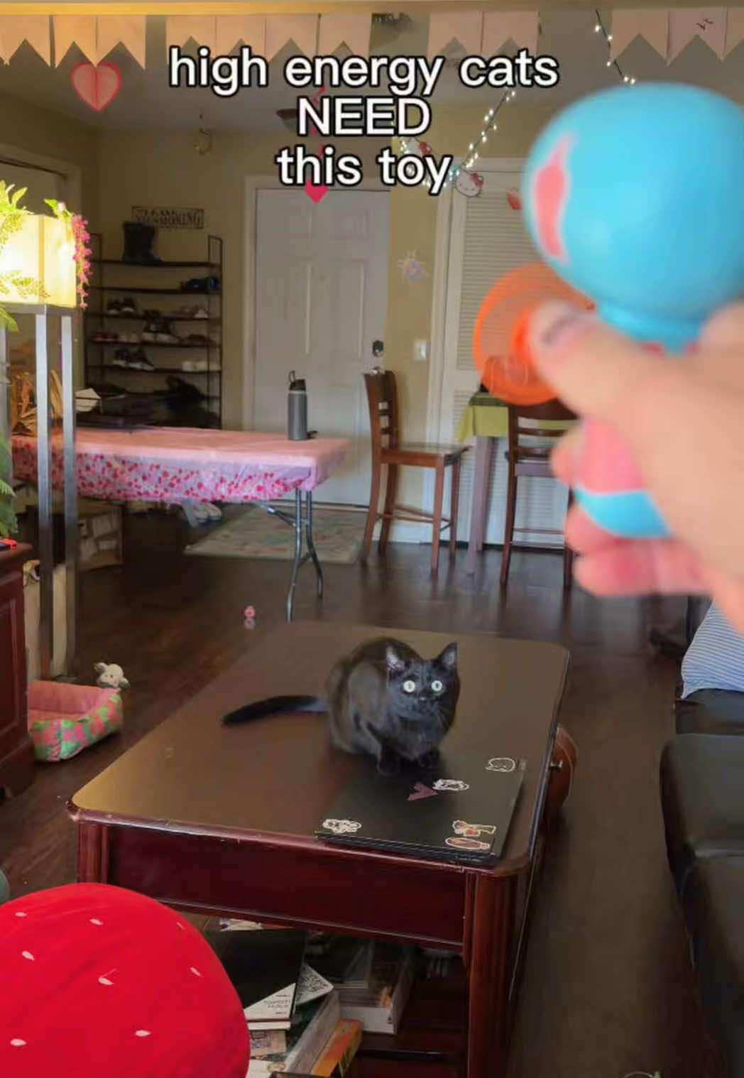 he’s obsessed and i love that he’s obsessed @Larleaf #larleaf #highenergycat #cattoy #blackcat #microinfluencer
