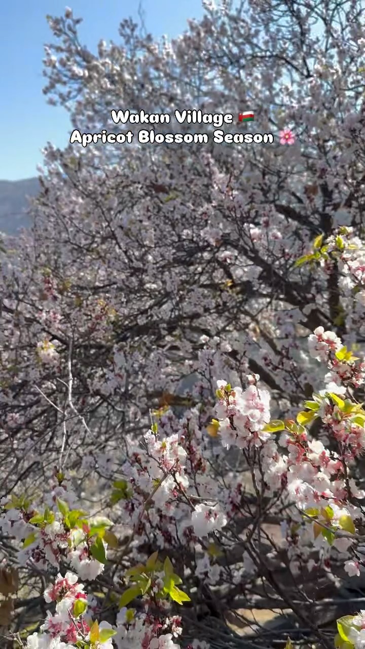 Apricot blossom season in Wakan village 🇴🇲 Thankyou @altatours.om 😍 🌸 #reels #muscatoman #wakanvillage #apricotbl...
