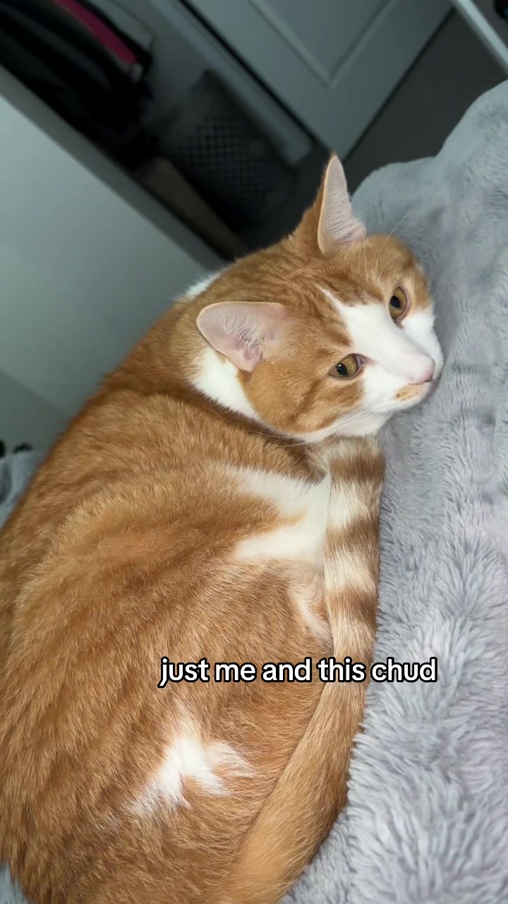 flashyboi #chubbycat #fatcatsoftiktok #obesecat #bigchud #largecat