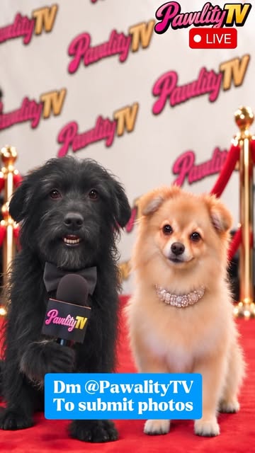 Paris hit the red carpet with a little hint about what’s next… 👀☀️ Single dogs, a sunny villa, and finding love! Wan...