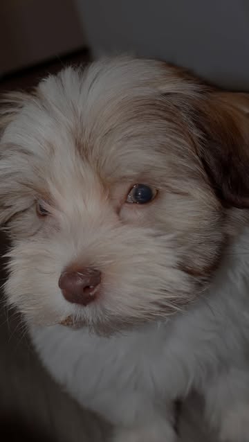 Por eso siempre se sale con la suya🥹💕 #puppy #puppylove #havanese