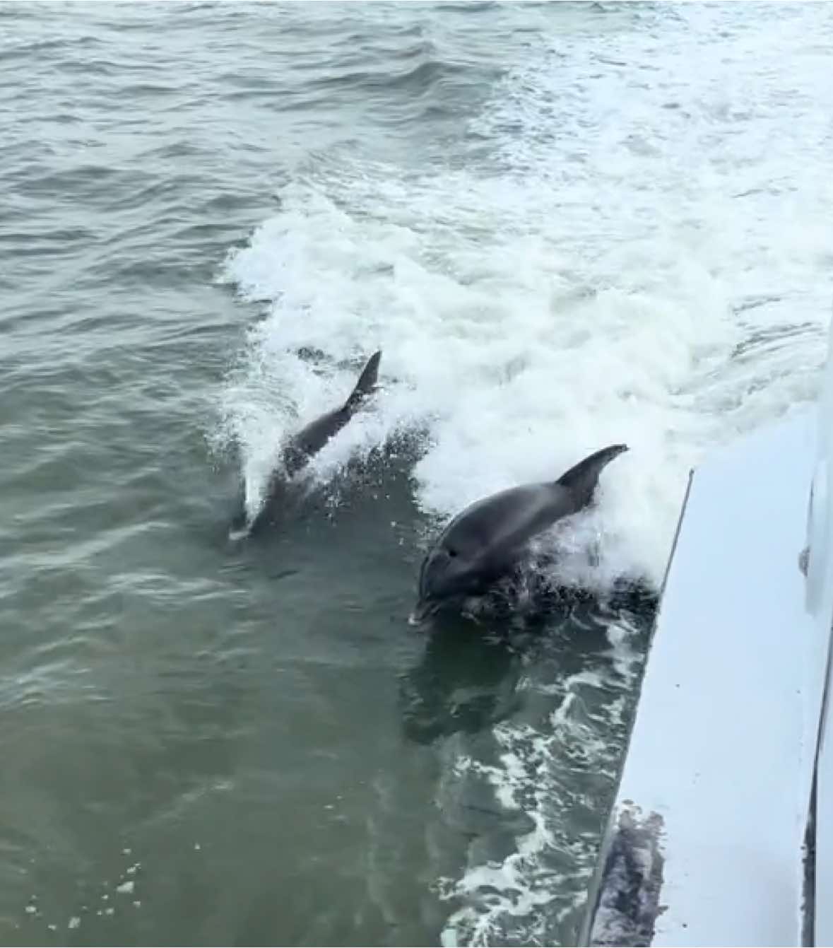 Dolphins in the Ocean near Fort Myers express shortly after boarding an leaving the dock🤍 #keywest #dolphins #ferry...