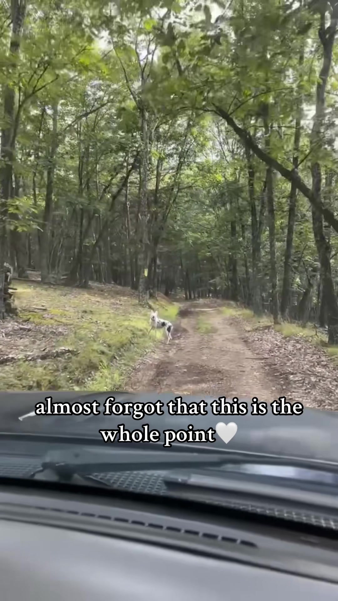 god is too good to us #greenscreenvideo #bordercollie #creatorsearchinsights #4upageシ #wideopenspaces
