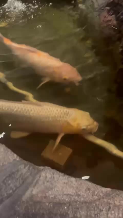 TikTok post