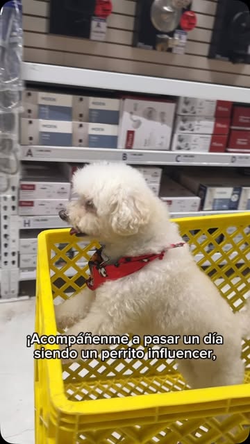 Un día siendo un perrito influencer 🐶