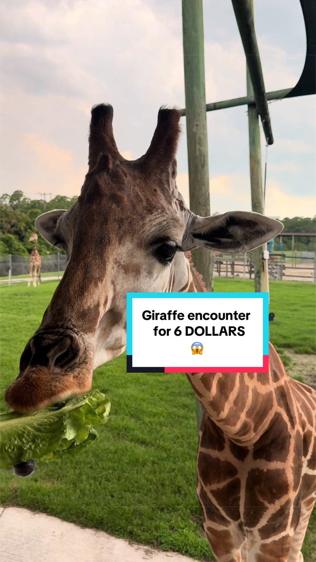 @Lion Country Safari 🦒 The best $6 you’ll spend all day. Getting to hand-feed a giraffe was such a fun, up-close exp...