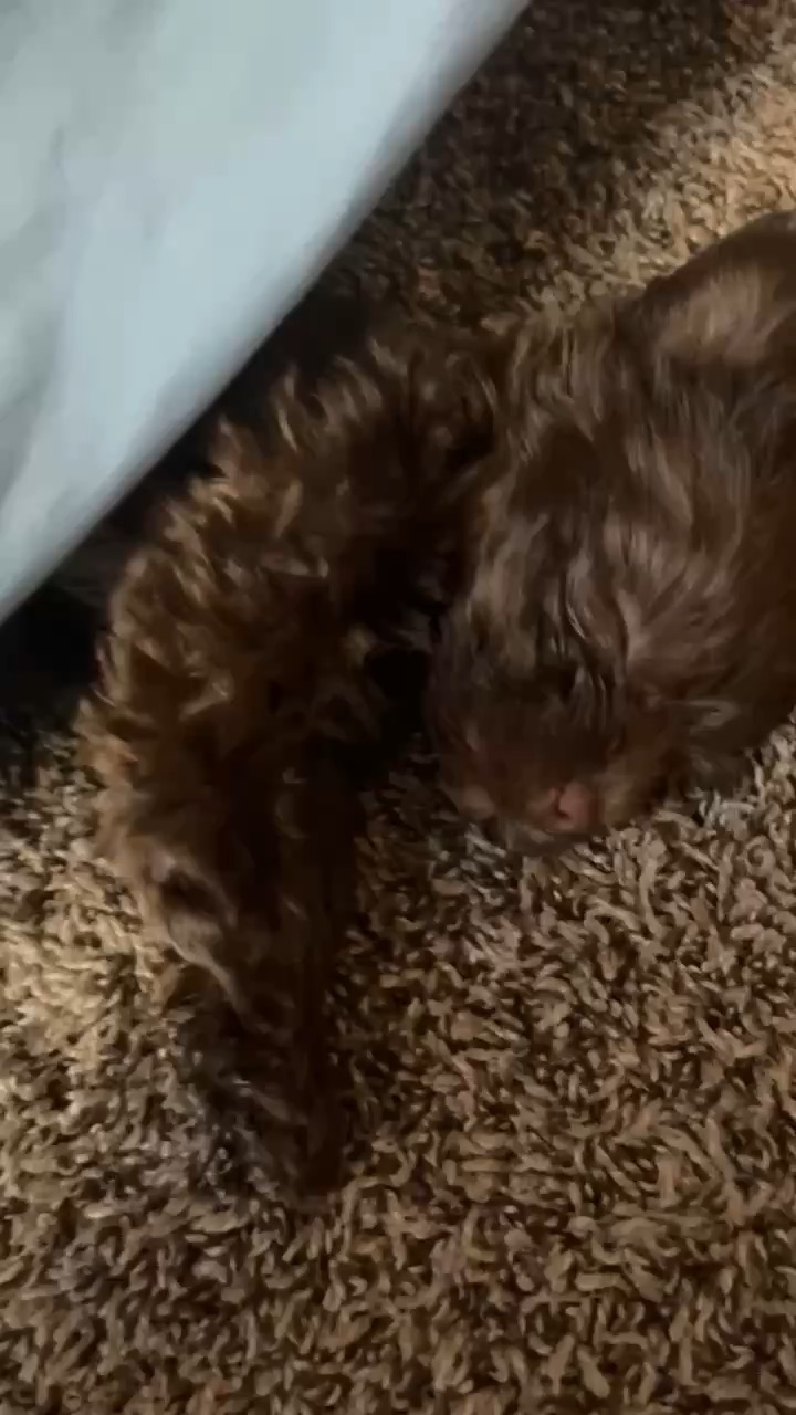 Cute doggy