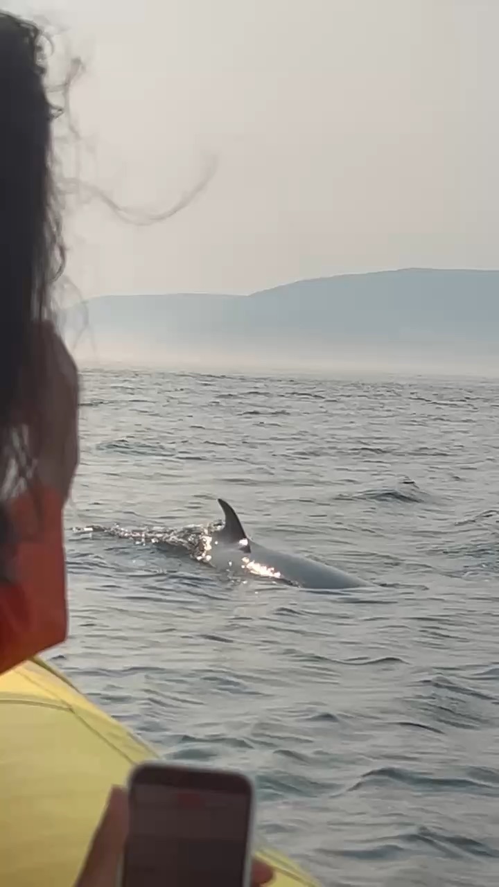 dolphin
