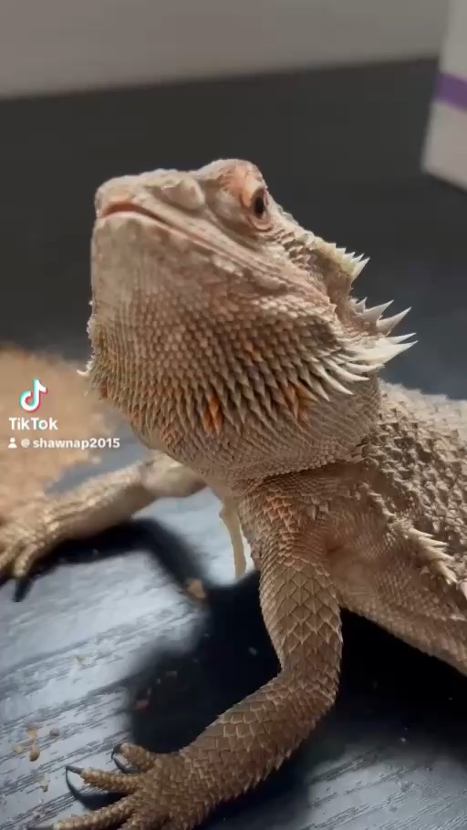 Bella
