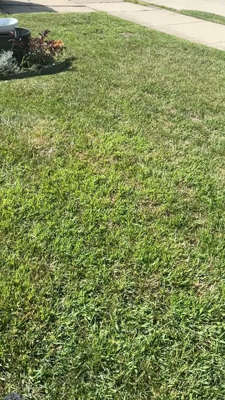 Grass