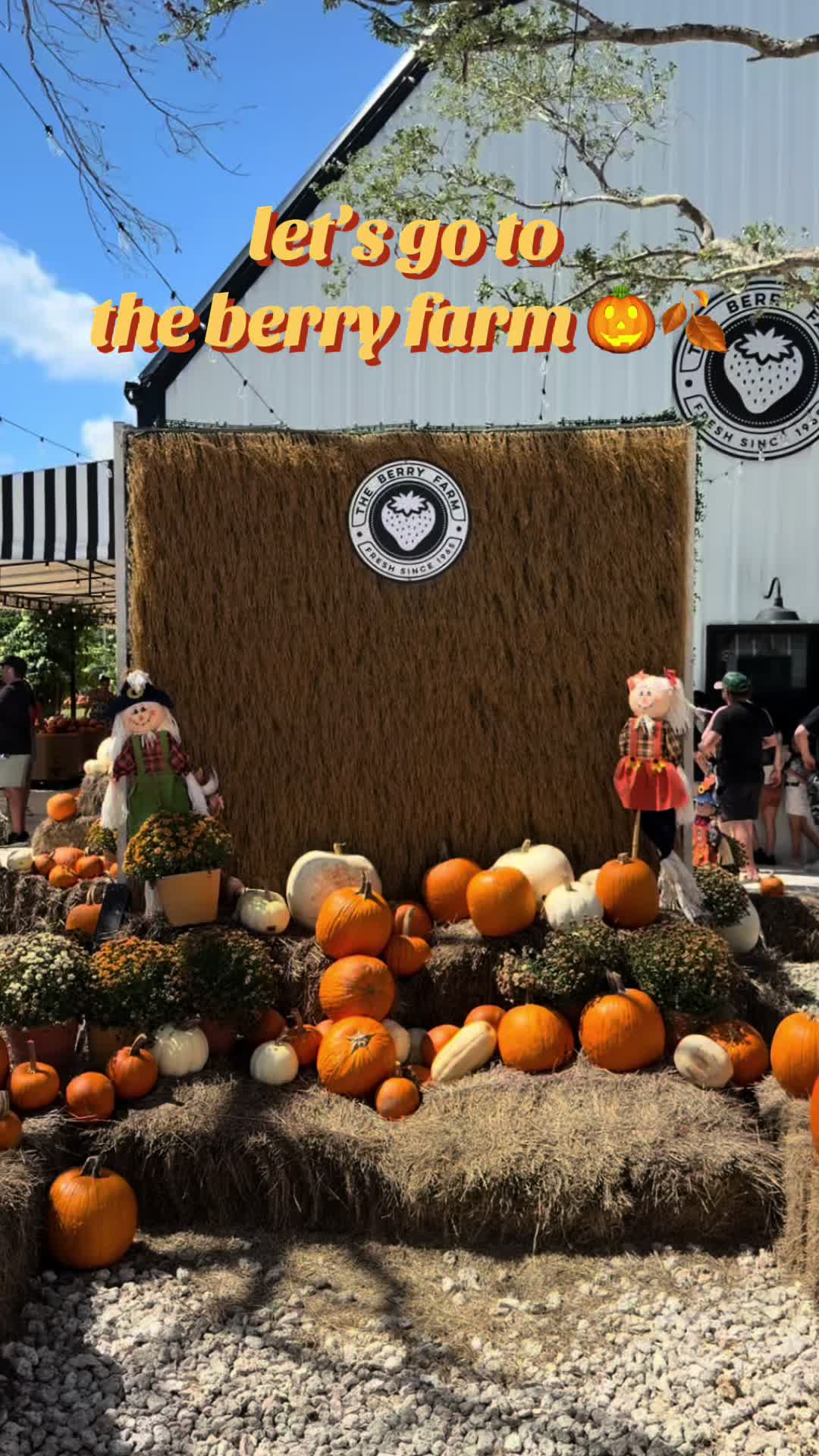 our first fall activity 🌻🍂🎃 pumpkin patch @ the berry farm @Sebastian Mendoza #miami #redlands #pumpkinseason #fal...