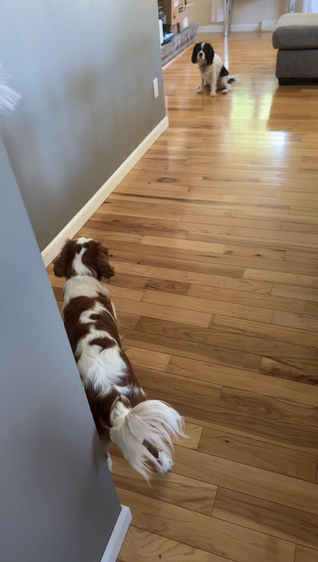 It started as playtime… and somehow became a full-blown sibling rivalry. 😂🐶💥 #CooperAndRemi #CavalierKingCharlesSp...