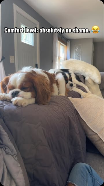 Bought them beds just for decoration, apparently. 🐶😂 #CavalierKingCharlesSpaniel #CavalierLife #FunnyDogs #DogReels...