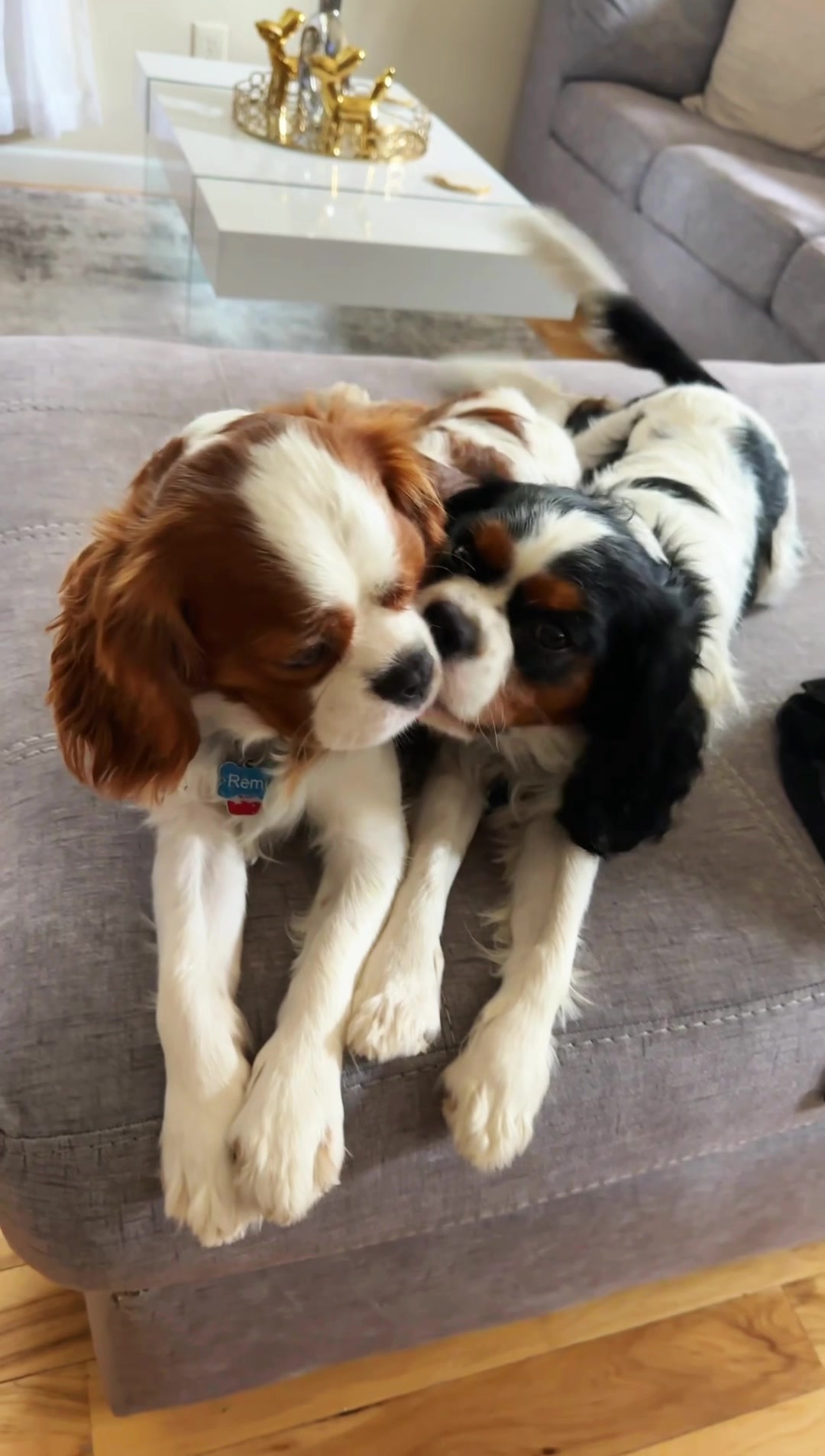 They have absolutely no concept of personal space😂❤️ Cooper & Remi are ALWAYS together.🐶🐶 #CavalierKingCharlesSpan...
