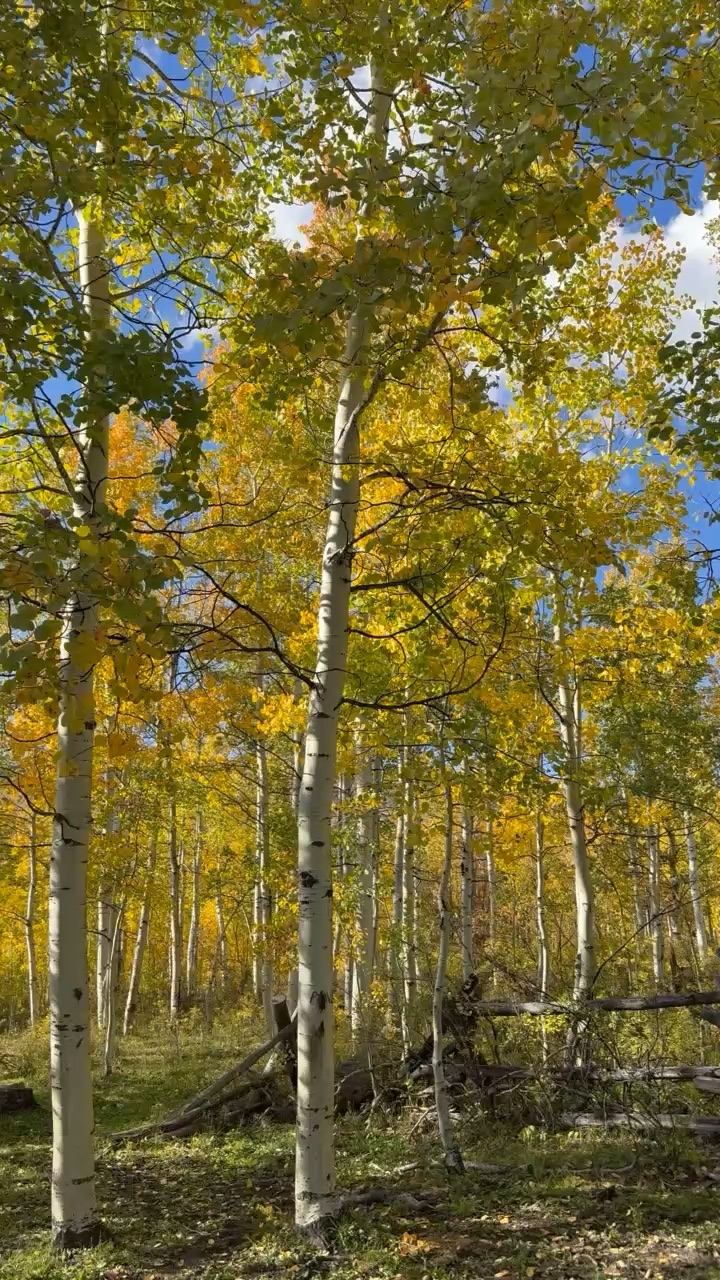 Color peeping CO