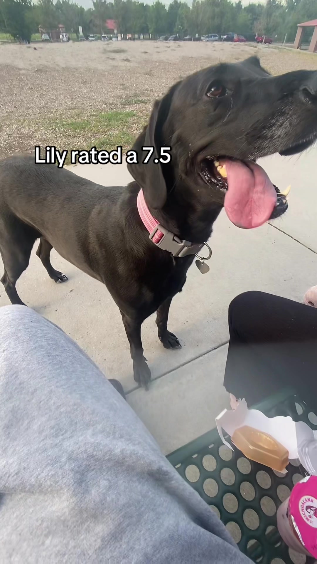 Trying mango ice cream at doggy park 🙂‍↔️#mangoicecream #koreanicecream #fyp #x #lilly @Eva!