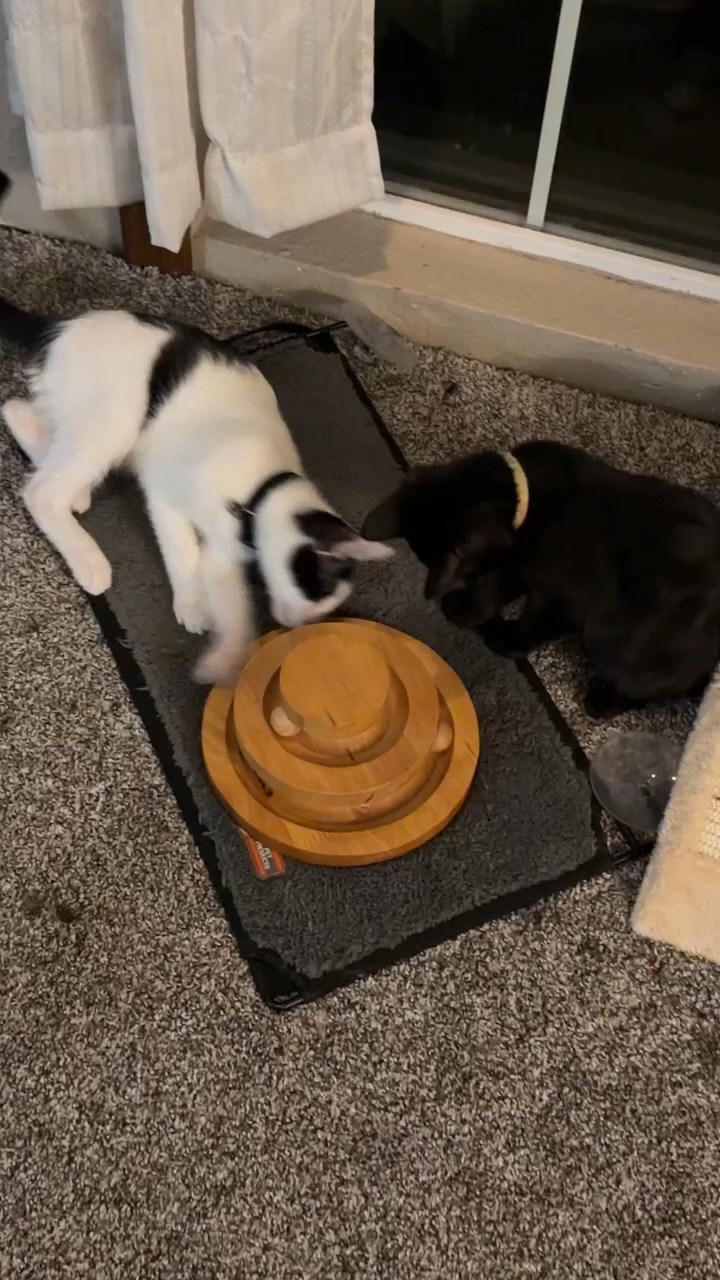 Pet familu