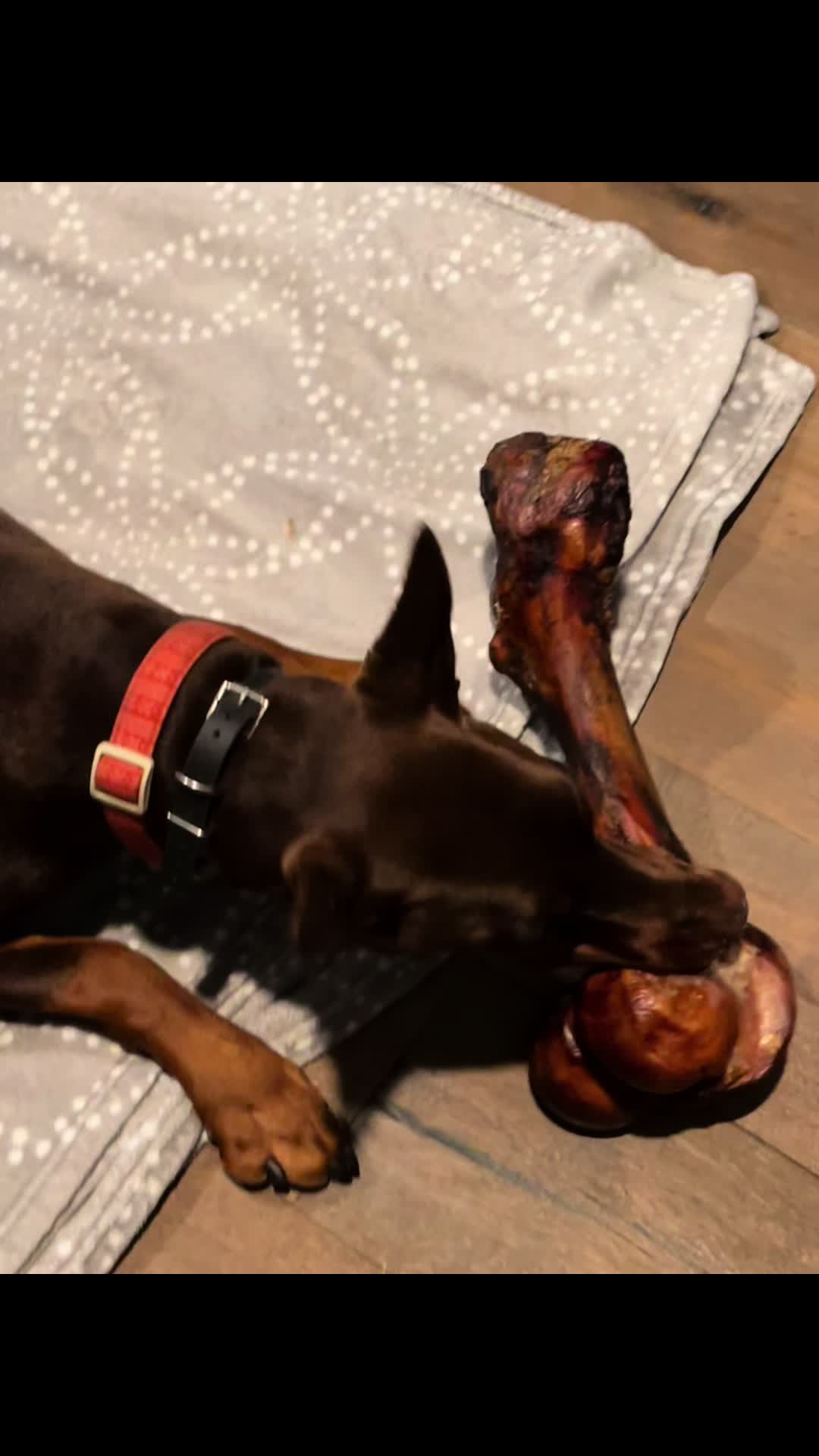 #ASMR My doberman, Bailey, enjoying her Dinosaur Bone from Mika & Sammy’s 🦕 🍖 💕 #fyp #creatorsearchinsights #dober...