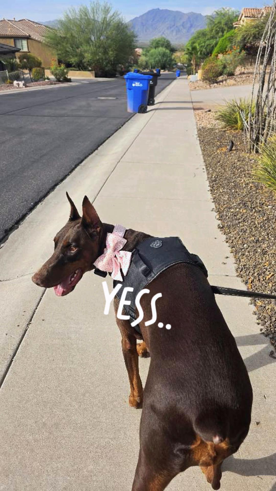 Princess Bailey 🥰 #CapCut #dogsoftiktok #doglove #doberman #cutedog