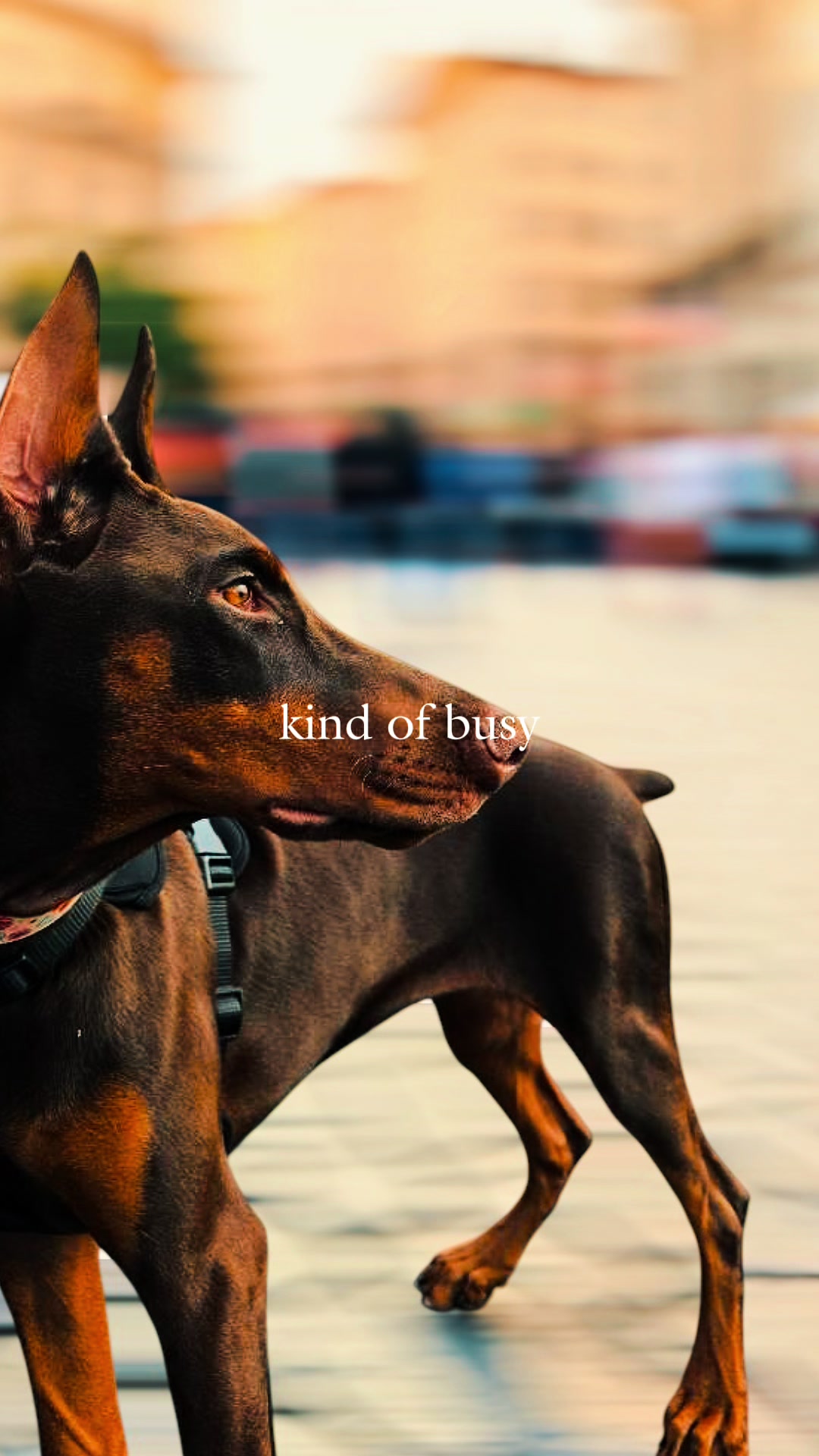 POV: This is my life now, apparently 🤯🤣💕 #creatorsearchinsights #ignoringyou #dogsoftiktok #doberman #dogparents