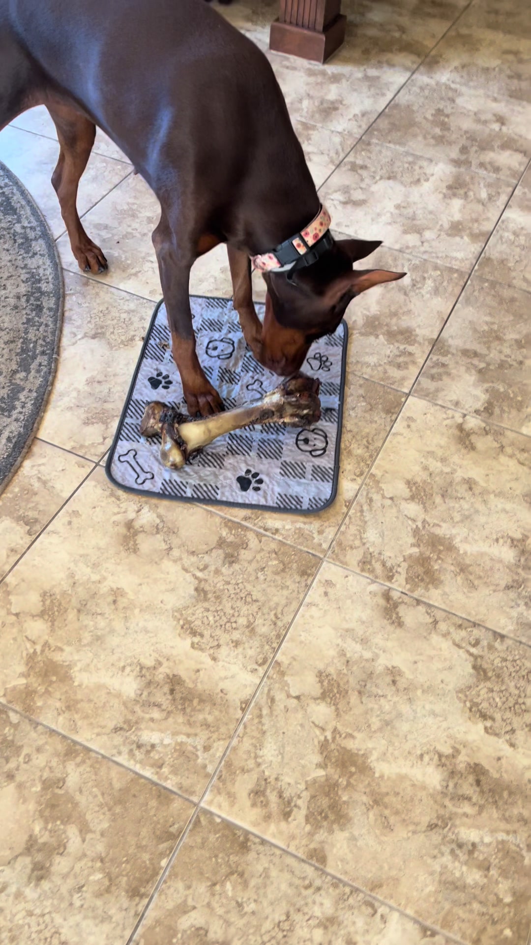 Dad who? Farmer’s Fetch Big Ol' Bone is the only thing that can make Bailey completely block out her favorite human �...