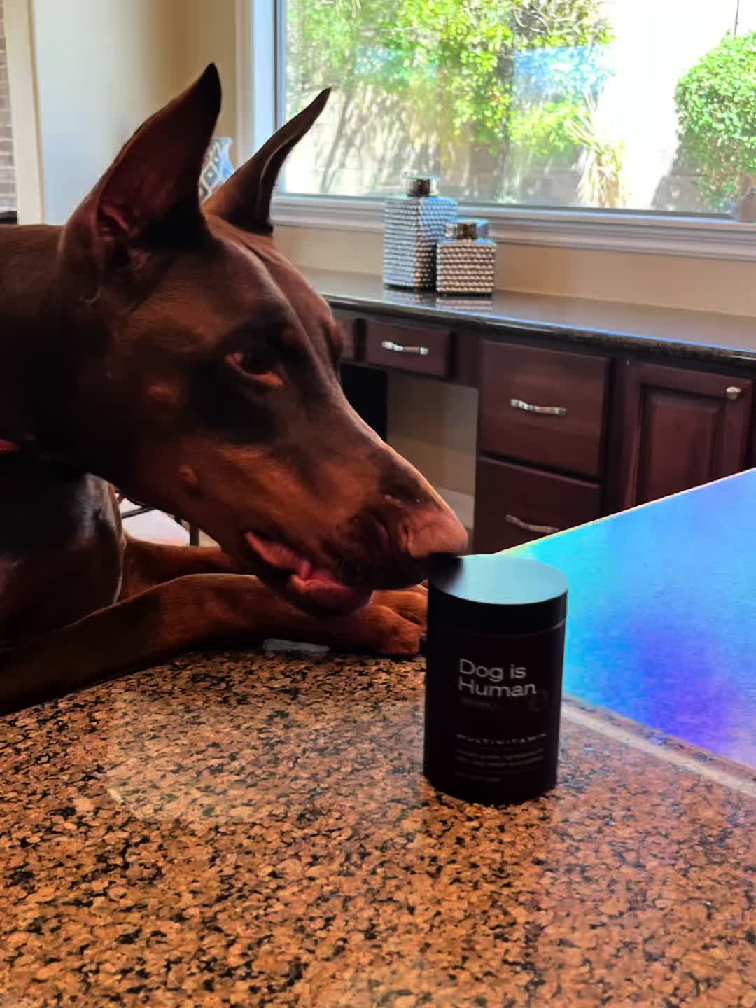 Bailey thinks her ‘Dog Is Human Daily Multivitamin” is a treat 😁 #PaidPartnership #tiktokshop #tiktokcreatorpilotpro...