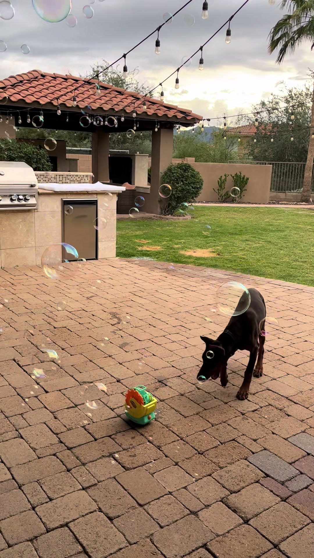#doberman #europeandobermanpuppy #dogmomlife #dobielife #dobiesandbubbles