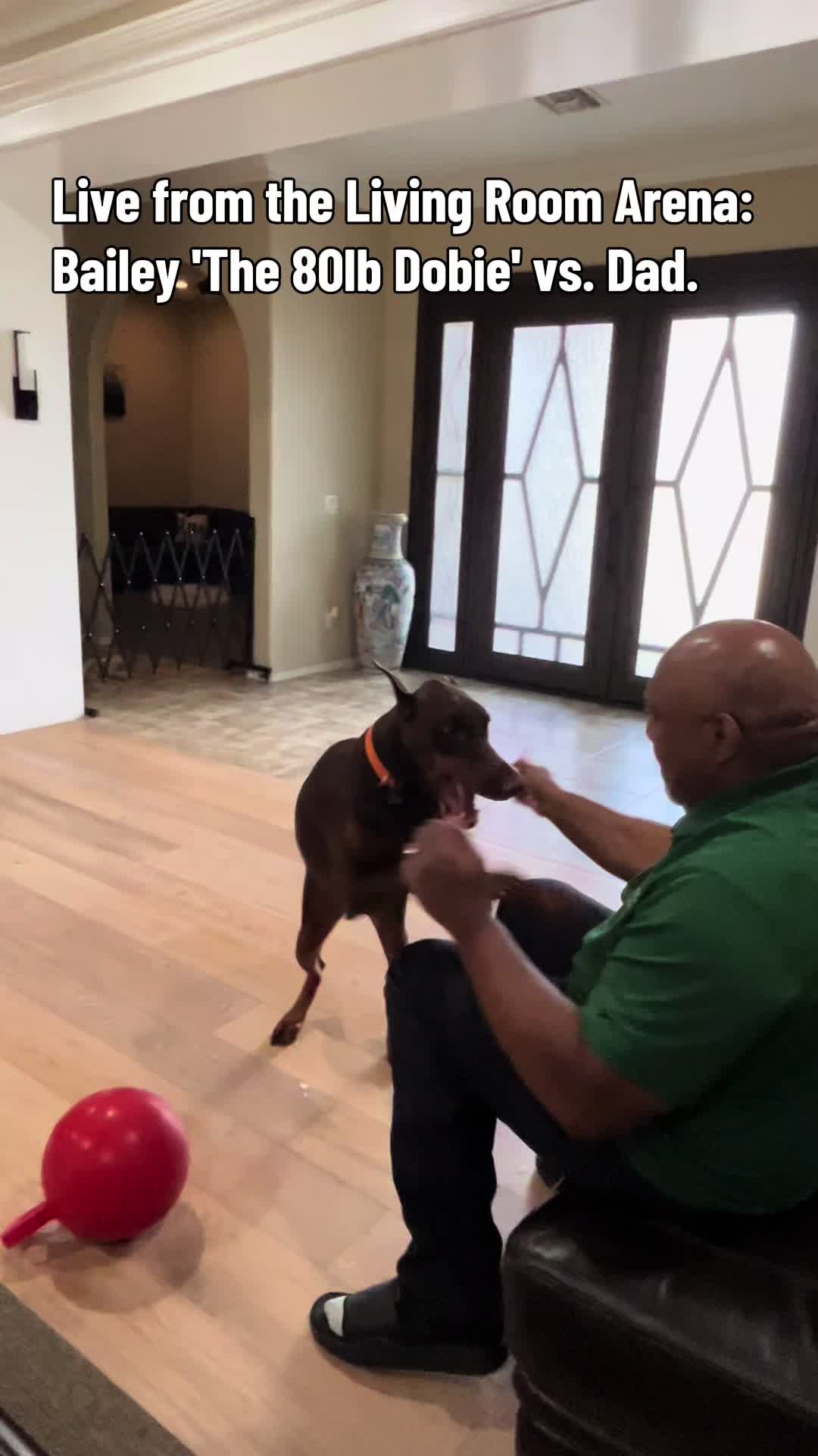 The heavyweight match of the century live from the living room couch! 🥊💥 😂 #creatorsearchinsights #dobermans #dogs...