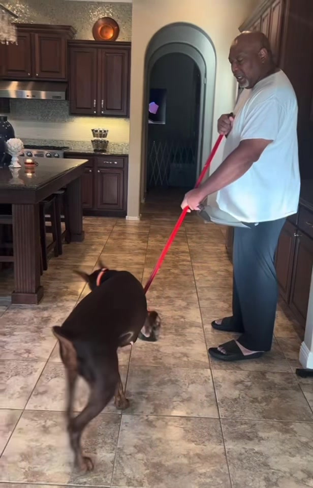 Bailey-girl is an ABSOLUTE MENACE!!! 😂😂😂 #doberman #dobielife #dogsoftiktok #funnydog #dogdad