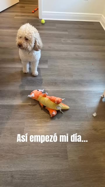 Con mascotas en casa, uno ordena y limpia… y al rato parece que no pasó nada 😂 Por eso me gustan los productos que d...