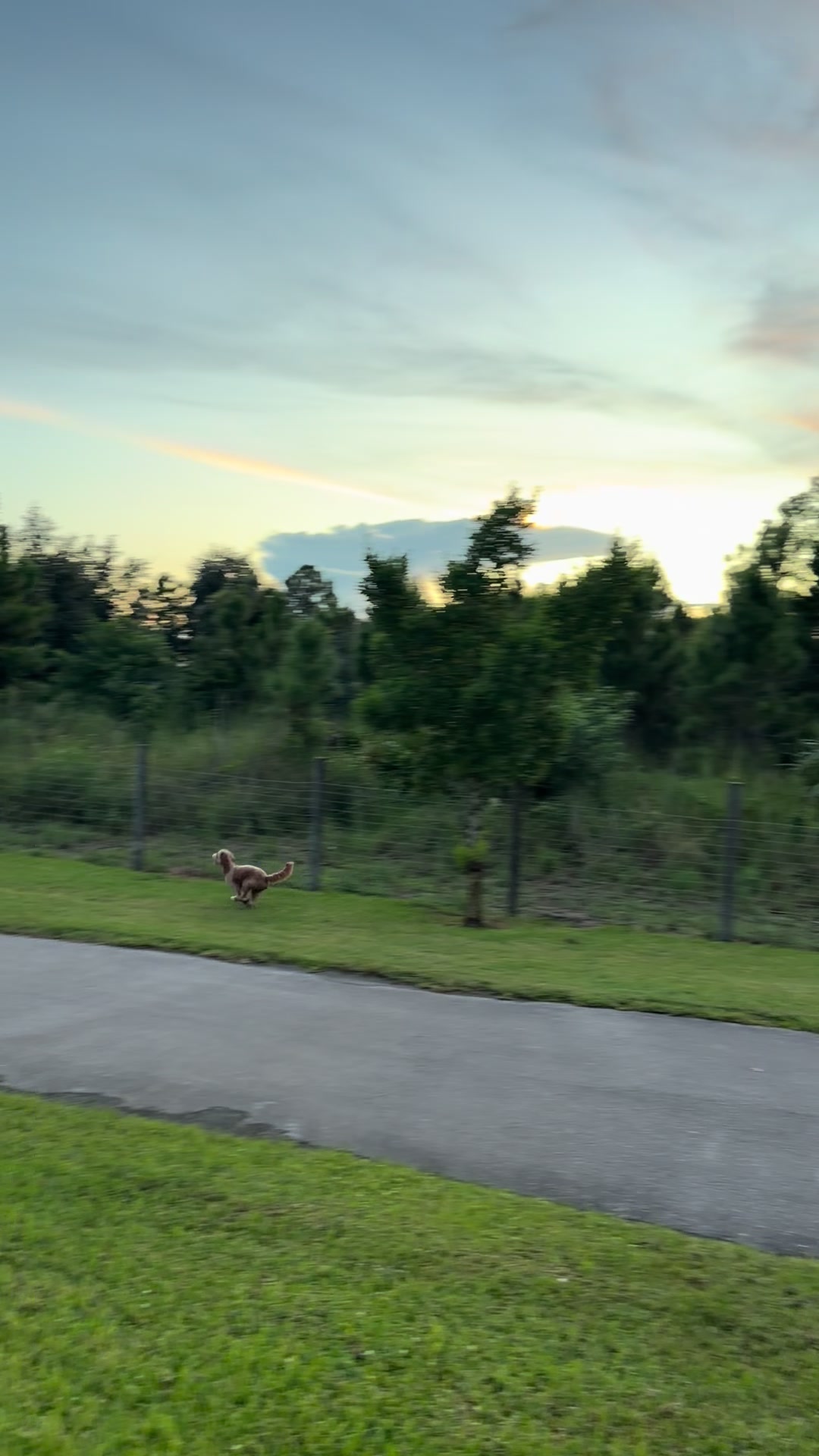 Anyone else have a crazy, hyper dog like mine—or did I adopt a furry tornado? 🌪️🐶😂 #workout #dog #goldendoodle #do...